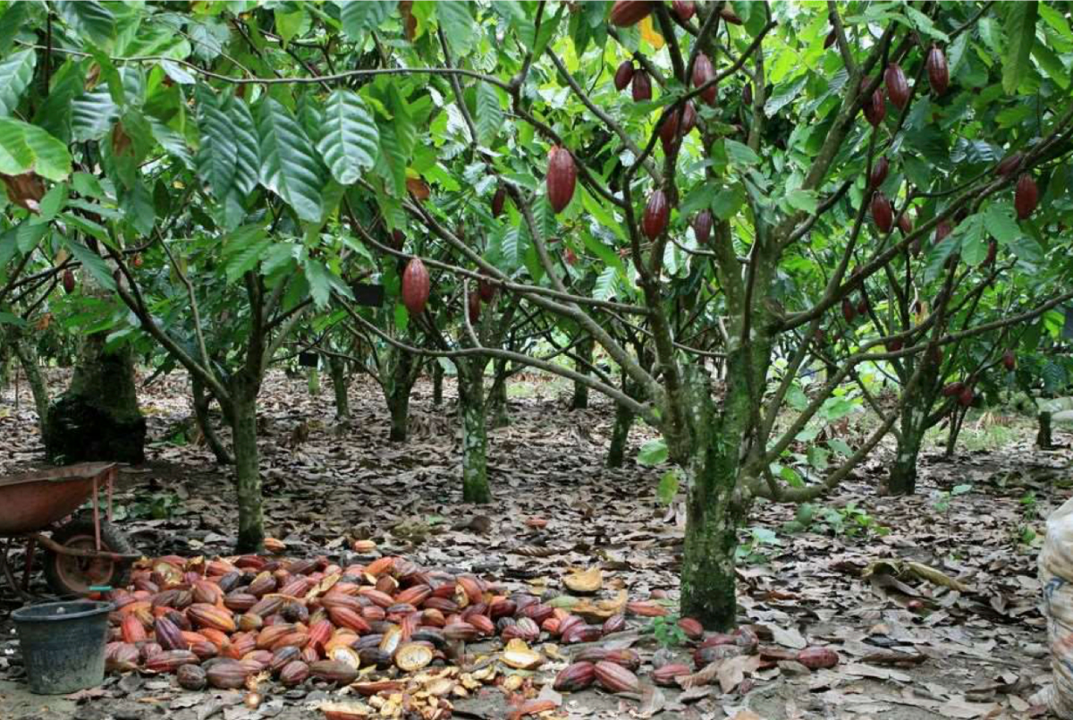 Unwrapping Our Chocolate: Cocoa Processing Insights – Food Insight